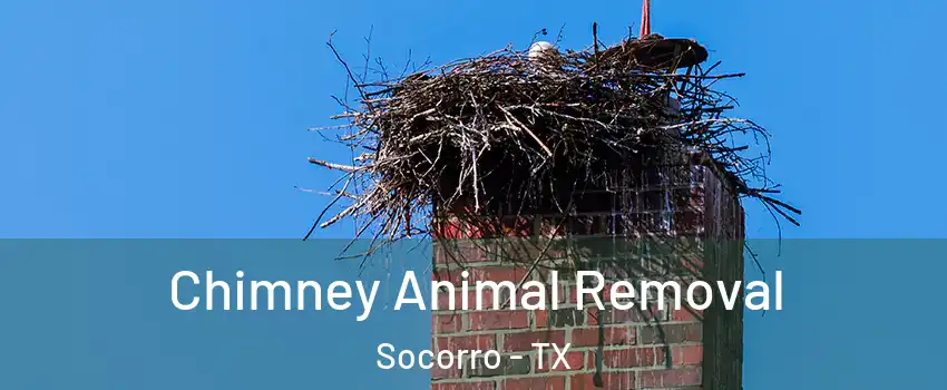 Chimney Animal Removal Socorro - TX