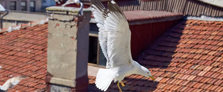 Residential Chimney Animal Removal Solution in Socorro, TX